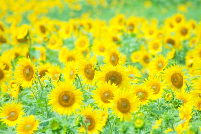 夏の養生法イメージ